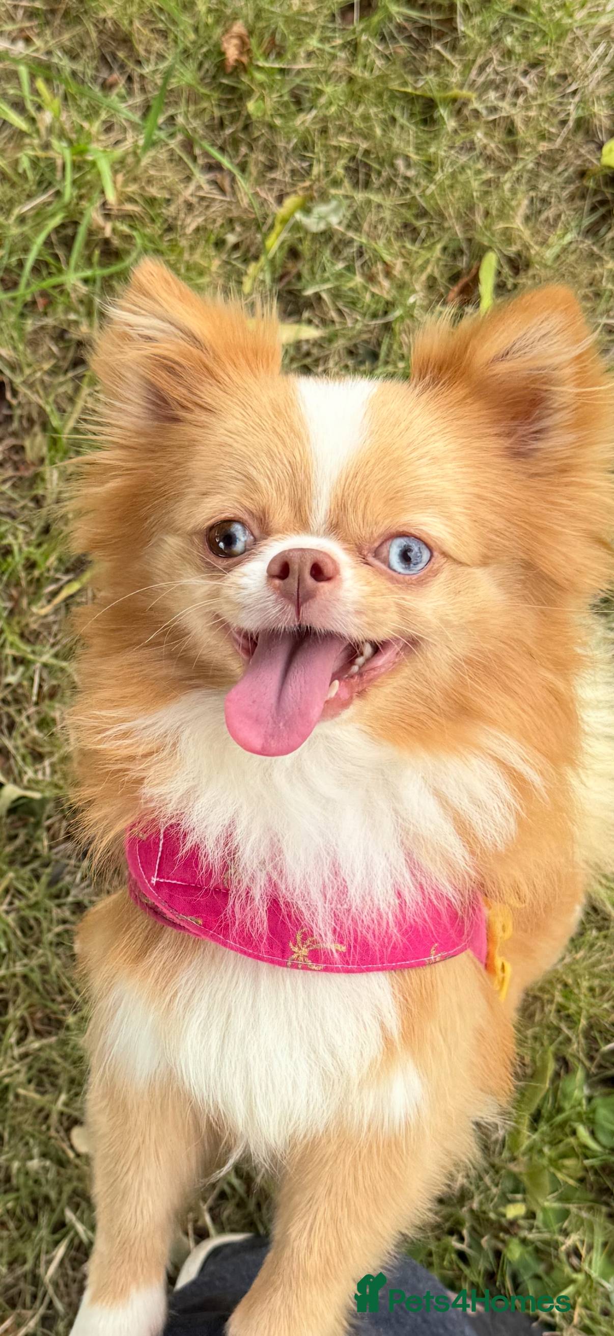 Chihuahua dogs Long coated Chihuahuas *super rare! - Advert 1