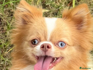 Chihuahua dogs Long coated Chihuahuas *super rare! - Advert 1