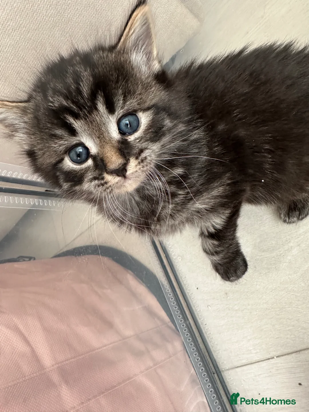 Mixed Breed cats for sale: Half British shorthair kittens  in Nottingham - Advert 1