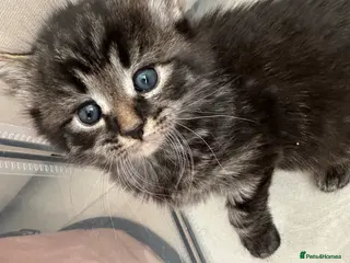 Mixed Breed cats Half British shorthair kittens - Advert 1