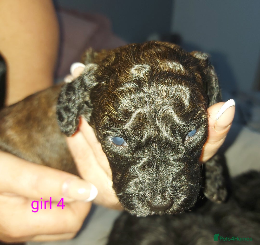 Cockapoo dogs for sale: F1b cockerpoo puppies - Image 26