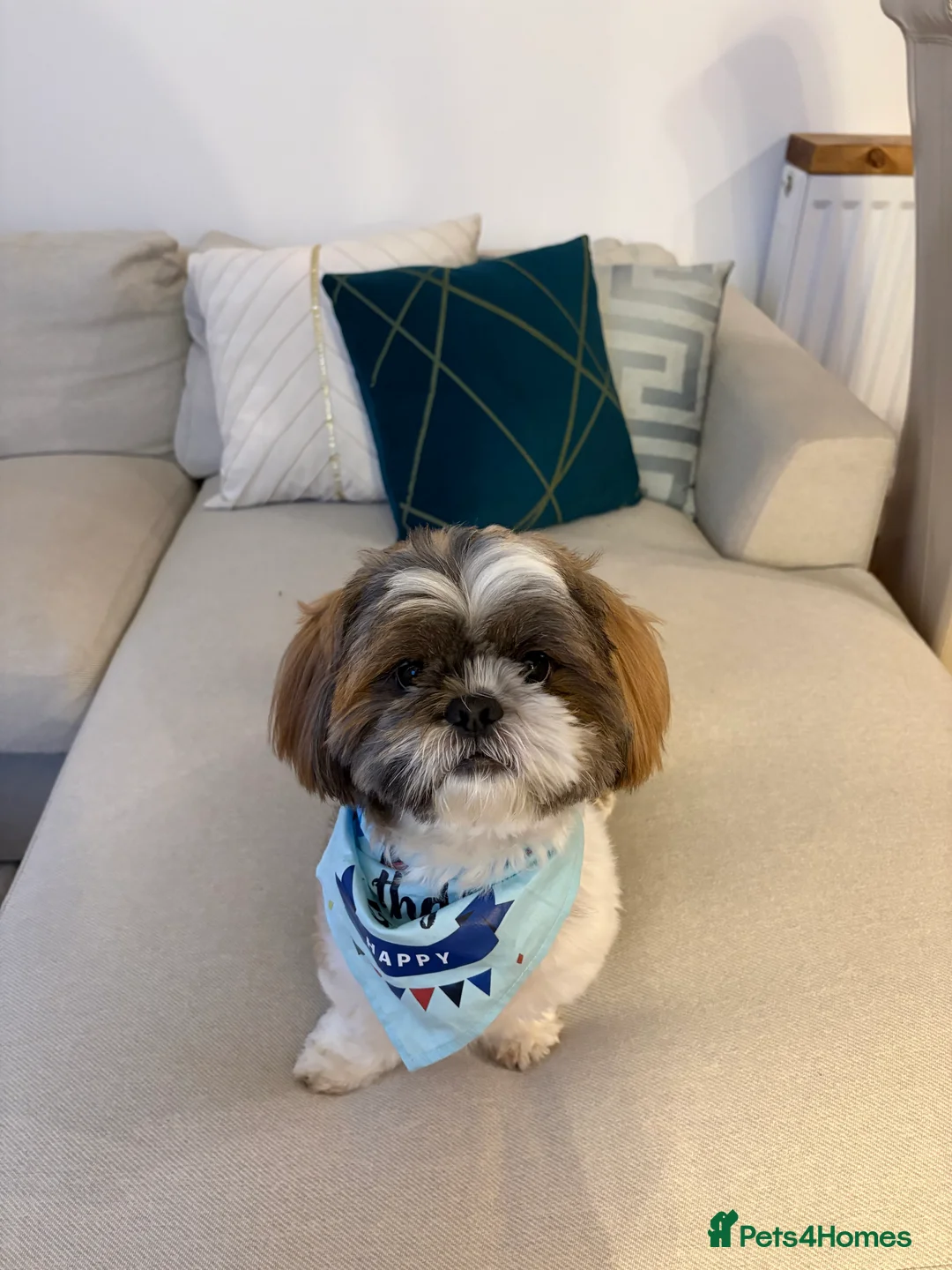 Shih Tzu dogs for stud: Shih Tzu for stud - Advert 1