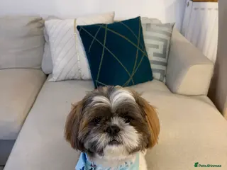 Shih Tzu dogs Shih Tzu for stud - Advert 10