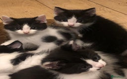 Mixed Breed cats for sale: 5x kittens  - Image 2