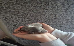 Dachshund dogs for sale: Beautiful dachshund puppies  - Image 3