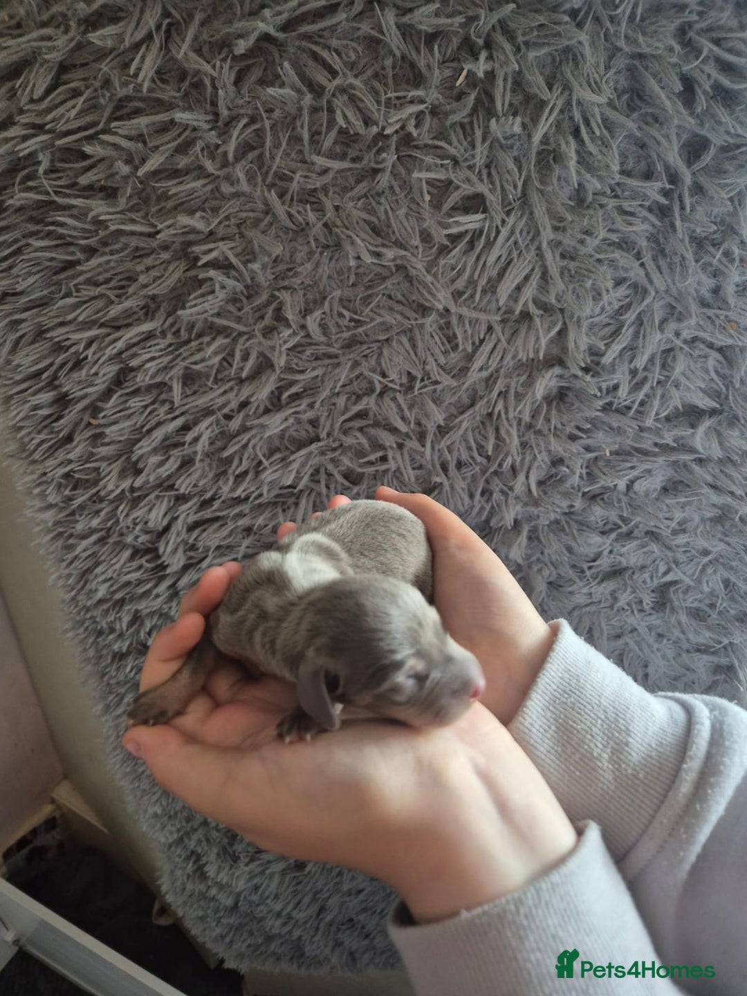 Dachshund dogs for sale: Beautiful dachshund puppies  - Image 3