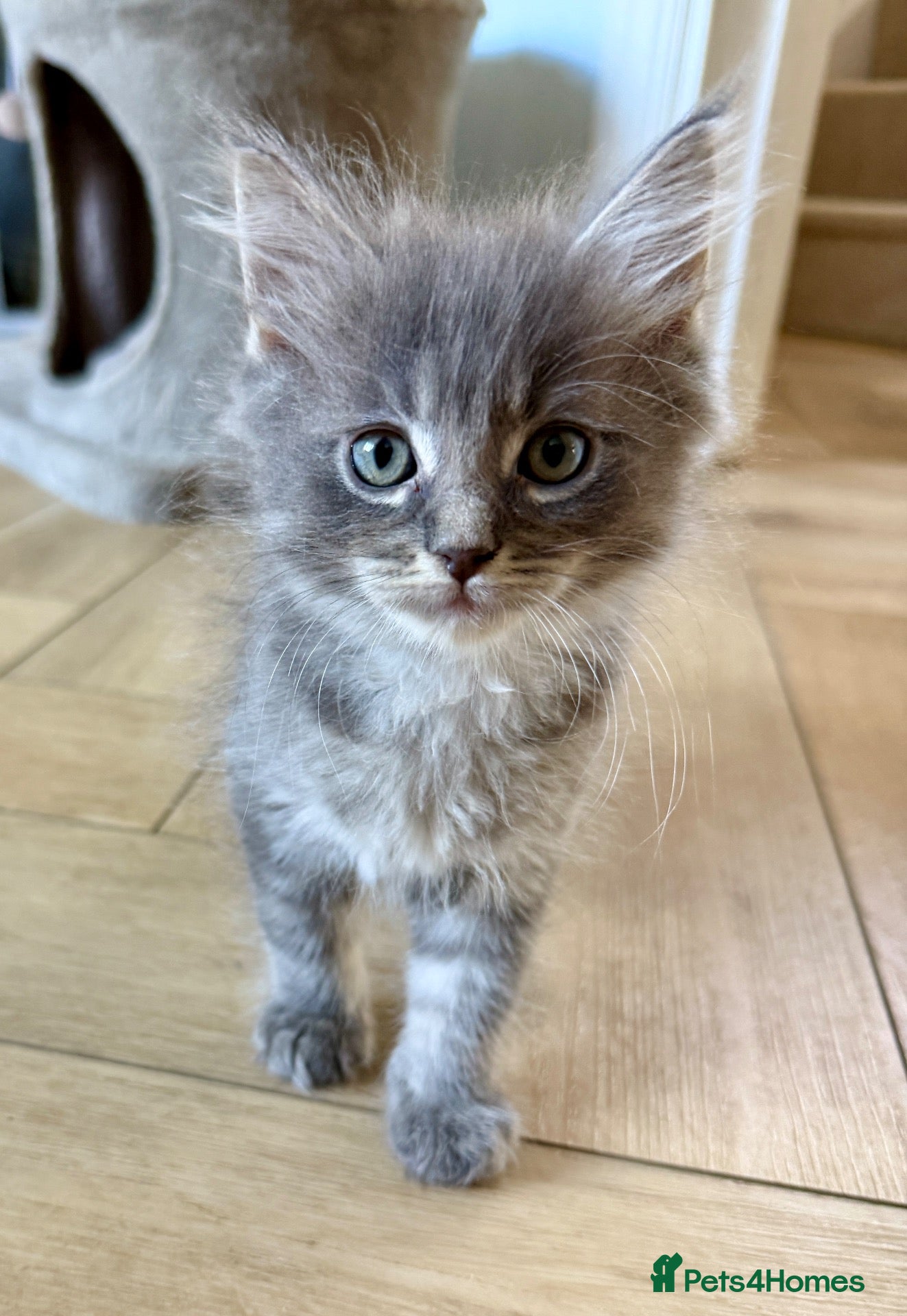Maine Coon cats Ready now  Maine Coon x Ragdoll Kittens  - Advert 2