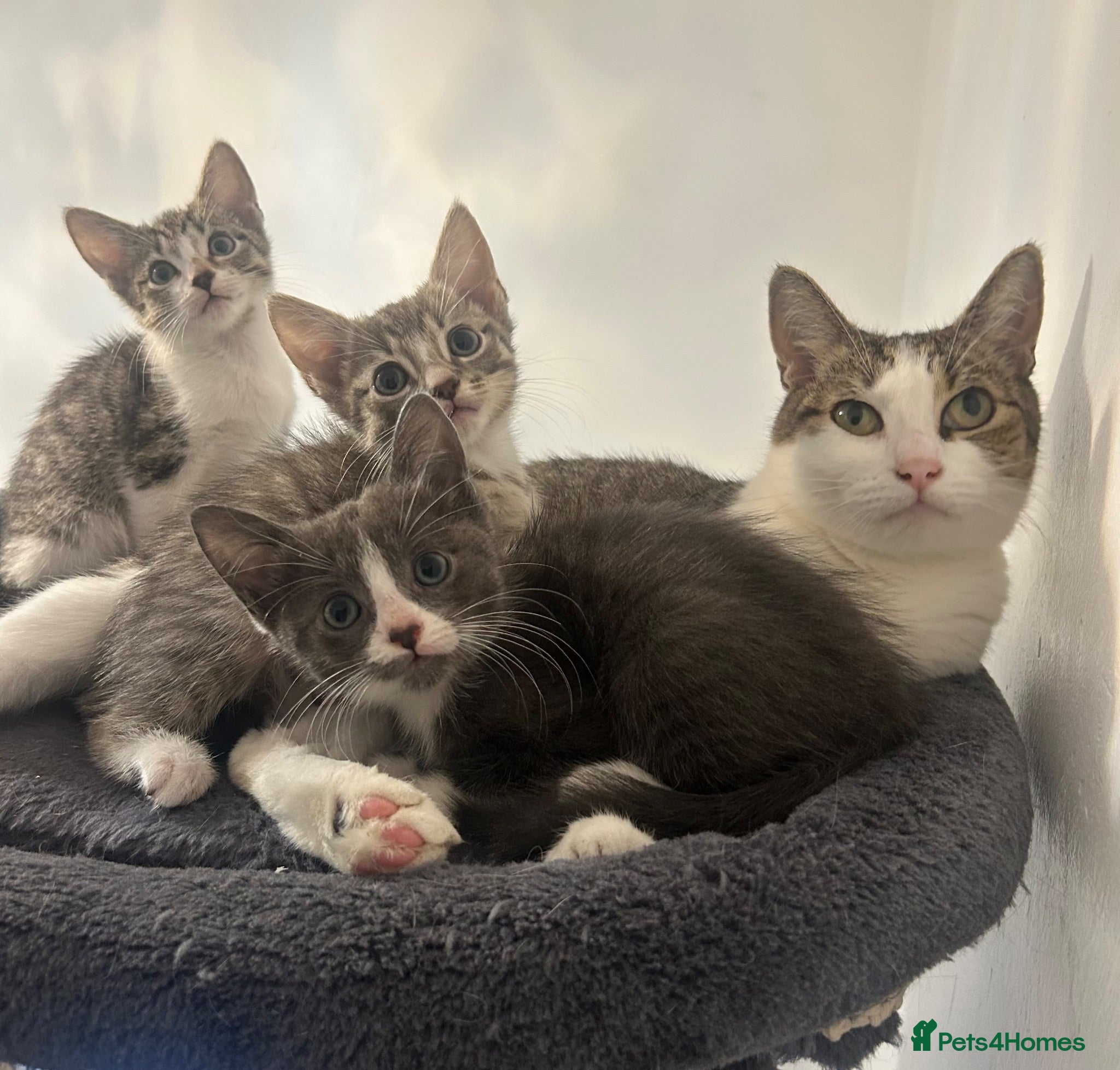 Mixed Breed cats Tabby/bengal kittens 🐈🏡 - Advert 1