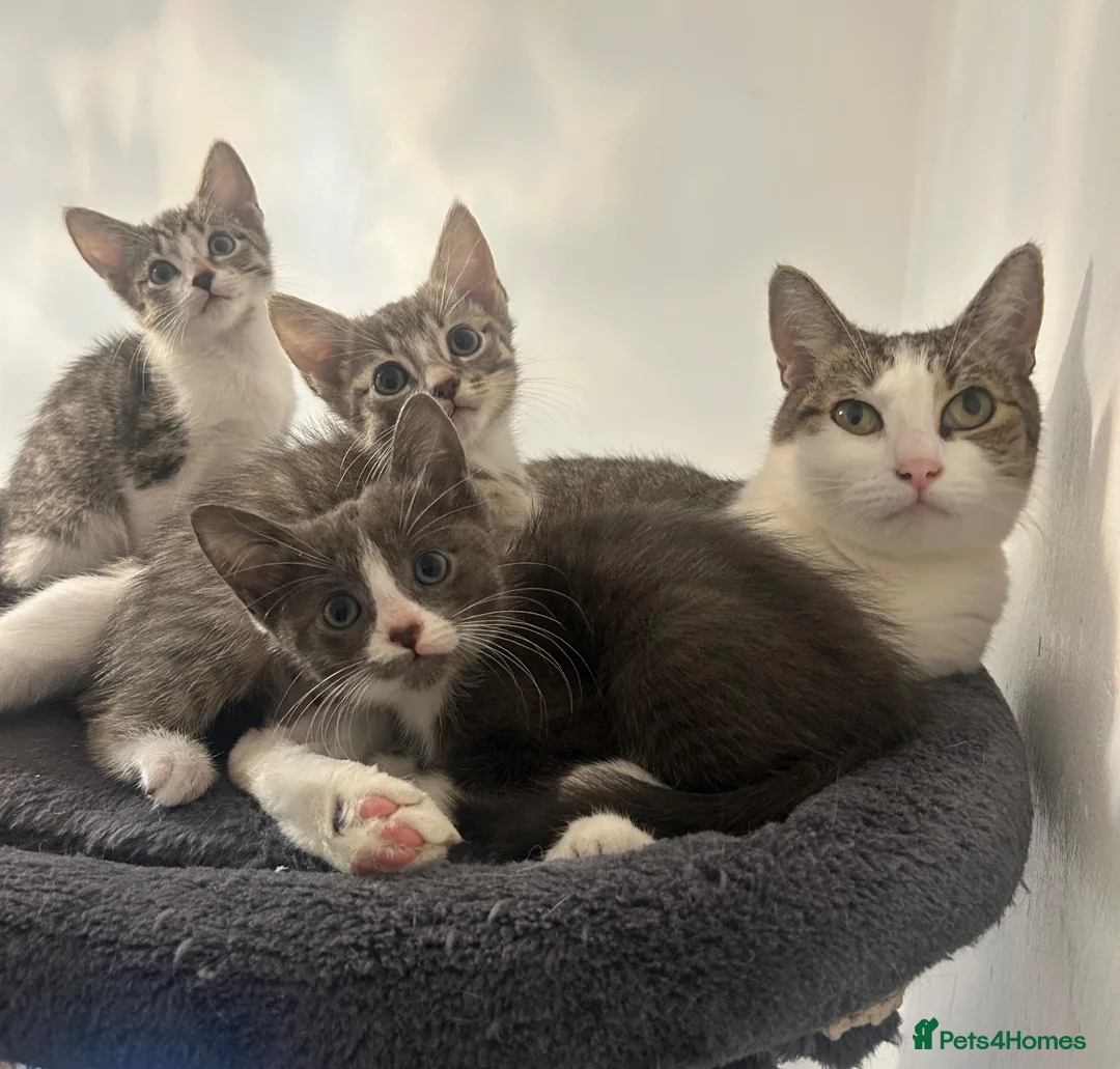 Mixed Breed cats for sale: Tabby/bengal kittens 🐈🏡 - Advert 1