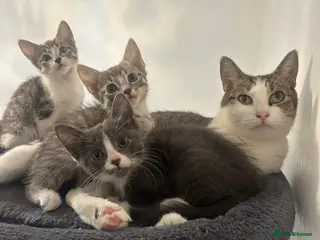Mixed Breed cats Tabby/bengal kittens 🐈🏡 - Advert 2