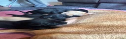 Labrador Retriever dogs for sale: 7 Labrador Puppies  in Reading - Advert 17