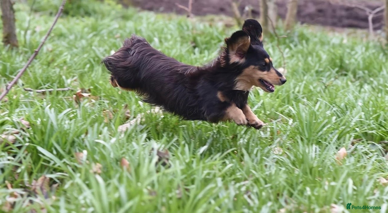 Miniature Dachshund dogs for sale: Miniature longhaired dachshunds  - Advert 21