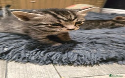Bengal cats for sale: Bengal x tabby kittens - Image 8
