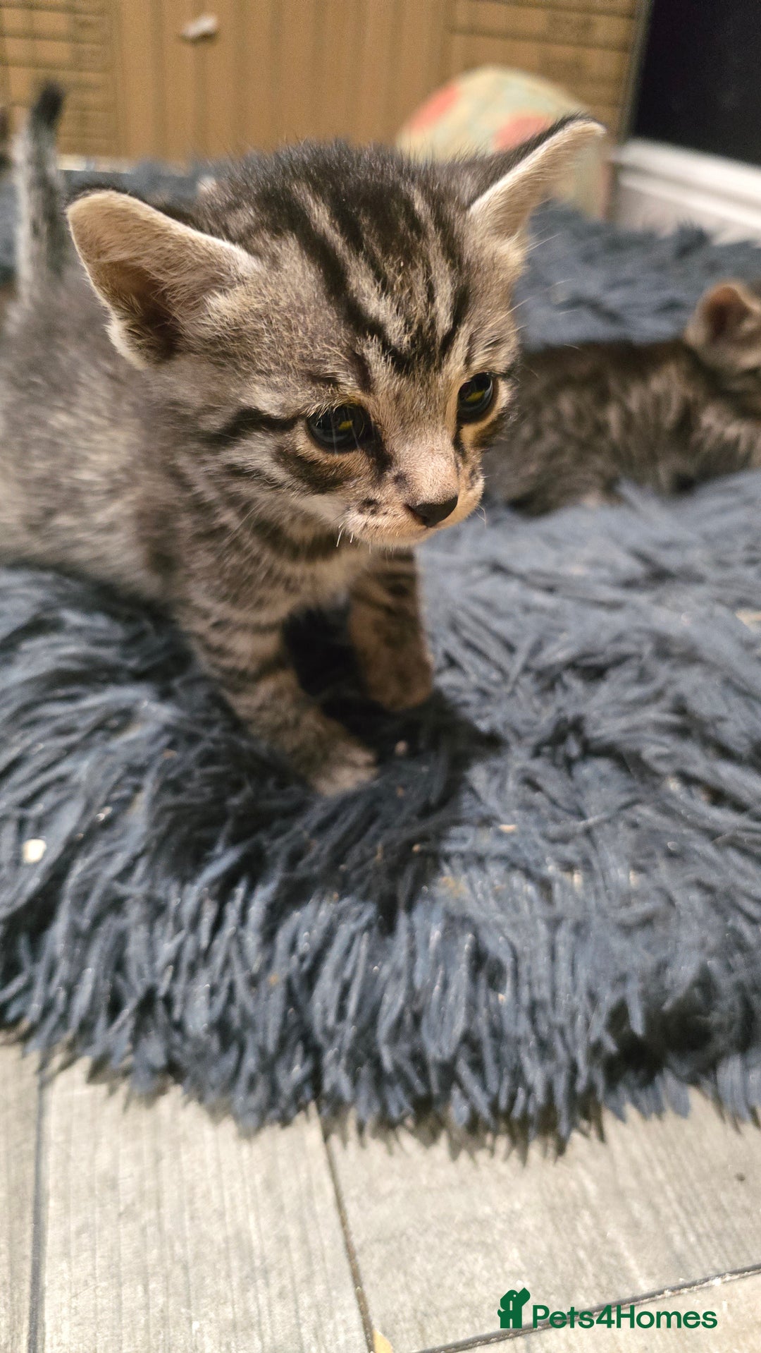 Bengal cats for sale: Bengal x tabby kittens - Image 8