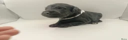 Schnoodle dogs for sale: Exceptional F1 Blue Schnoodle Puppies  - Advert 14