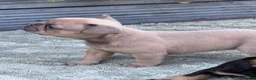French Bulldog dogs for sale: 🐾Beautiful French Bulldog Puppies 🐾 - Advert 17