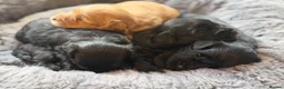 Maltipoo dogs for sale: Gorgeous rare colour Maltipoo pups - Advert 2