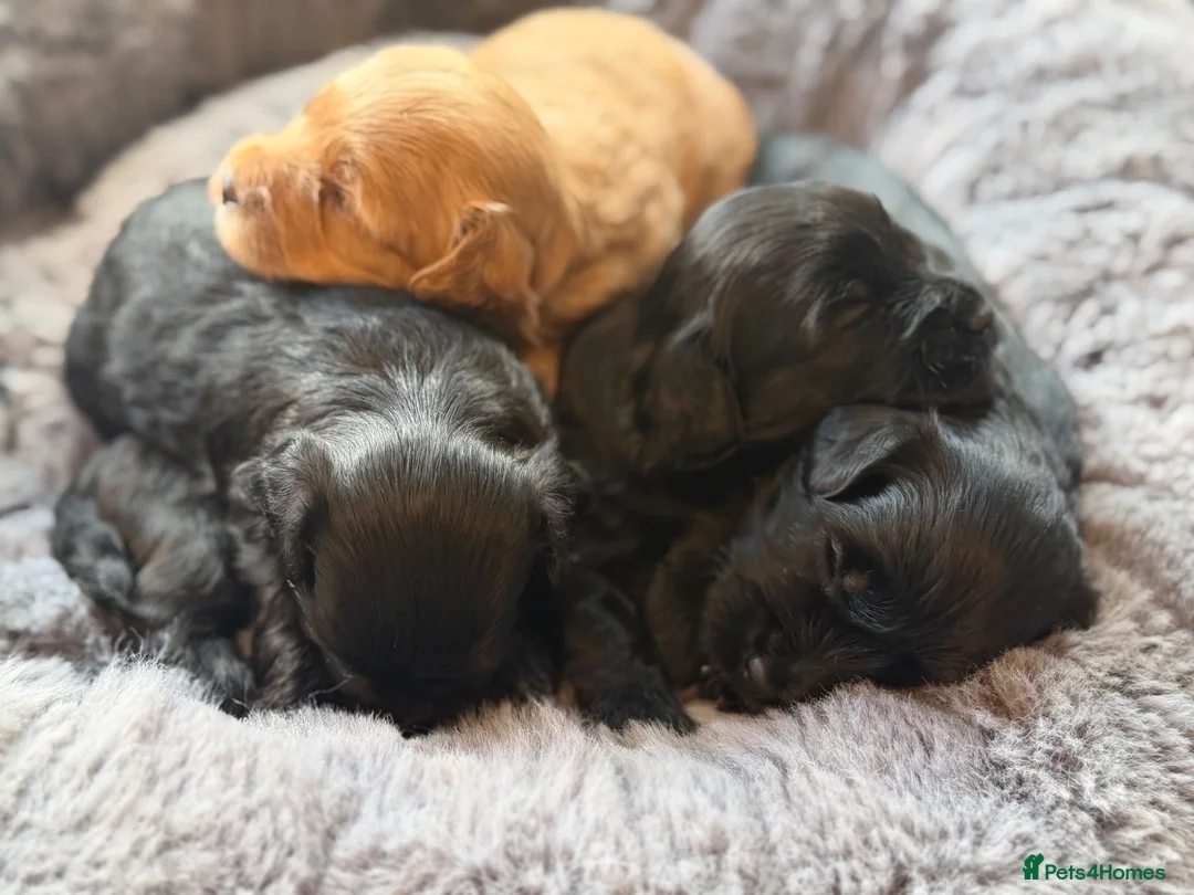 Maltipoo dogs for sale: Gorgeous rare colour Maltipoo pups - Advert 2
