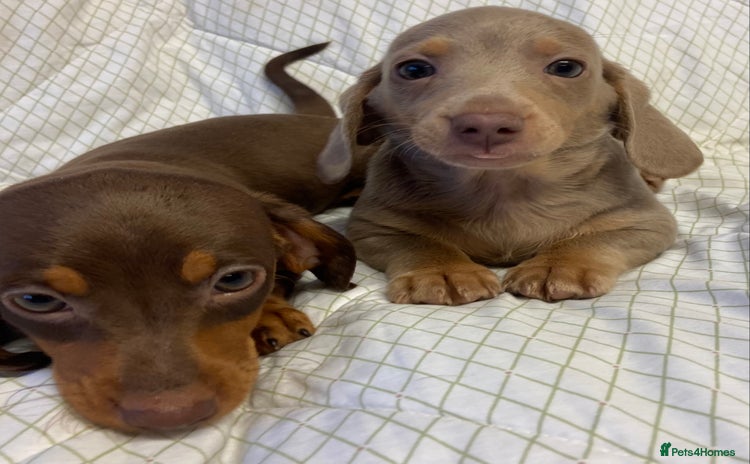 Miniature Dachshund dogs - Advert 3