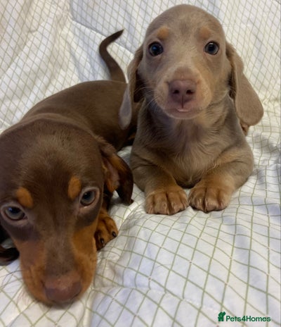 Miniature Dachshund dogs - Advert 3