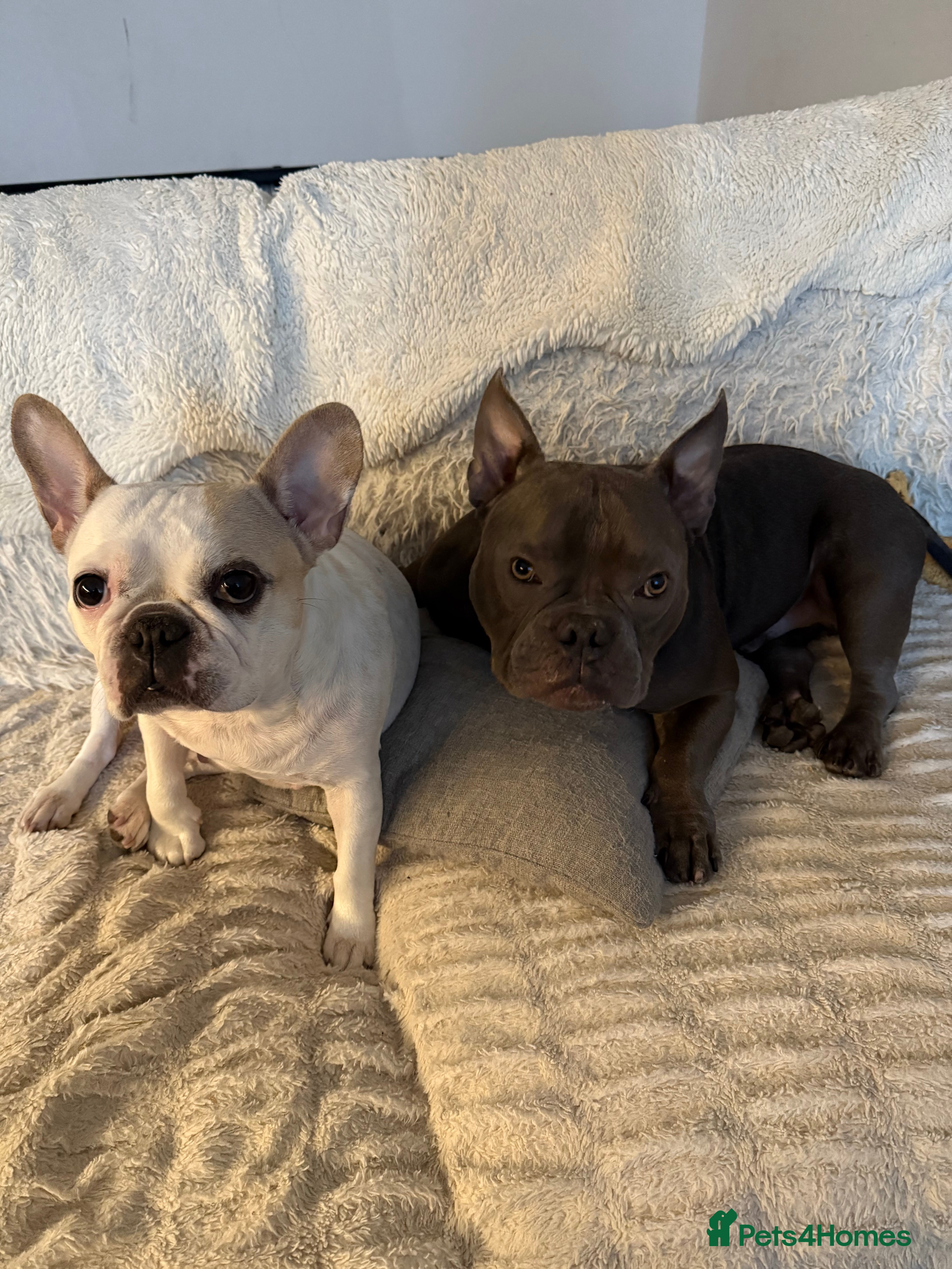 Mixed Breed dogs PEARL AND PAX - Advert 1