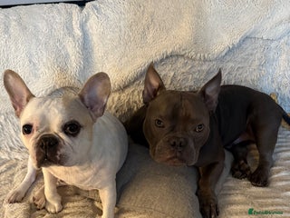 Mixed Breed dogs PEARL AND PAX - Advert 1