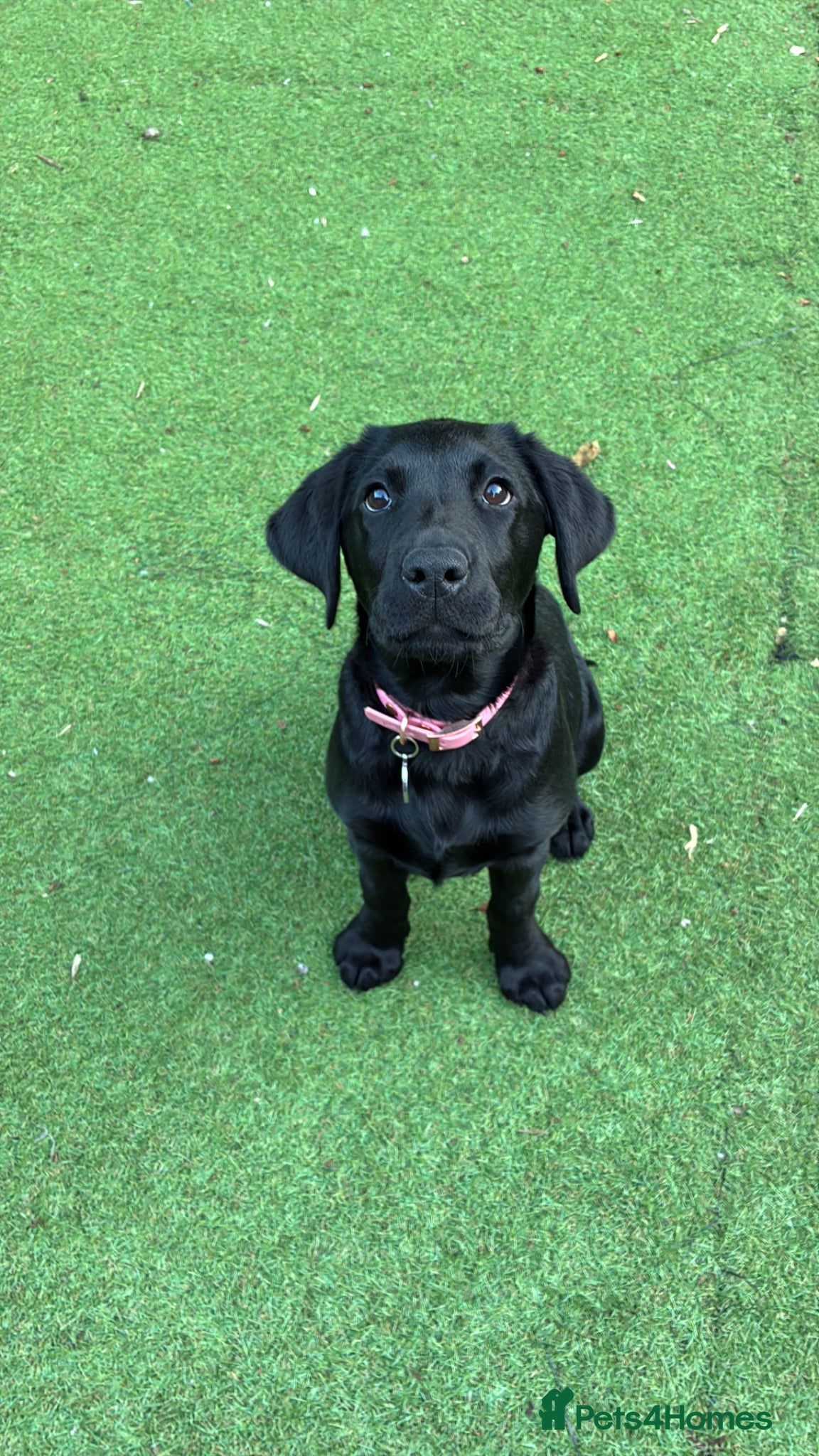 Labrador Retriever dogs for sale: Beautiful girl black lab in Salisbury - Advert 3