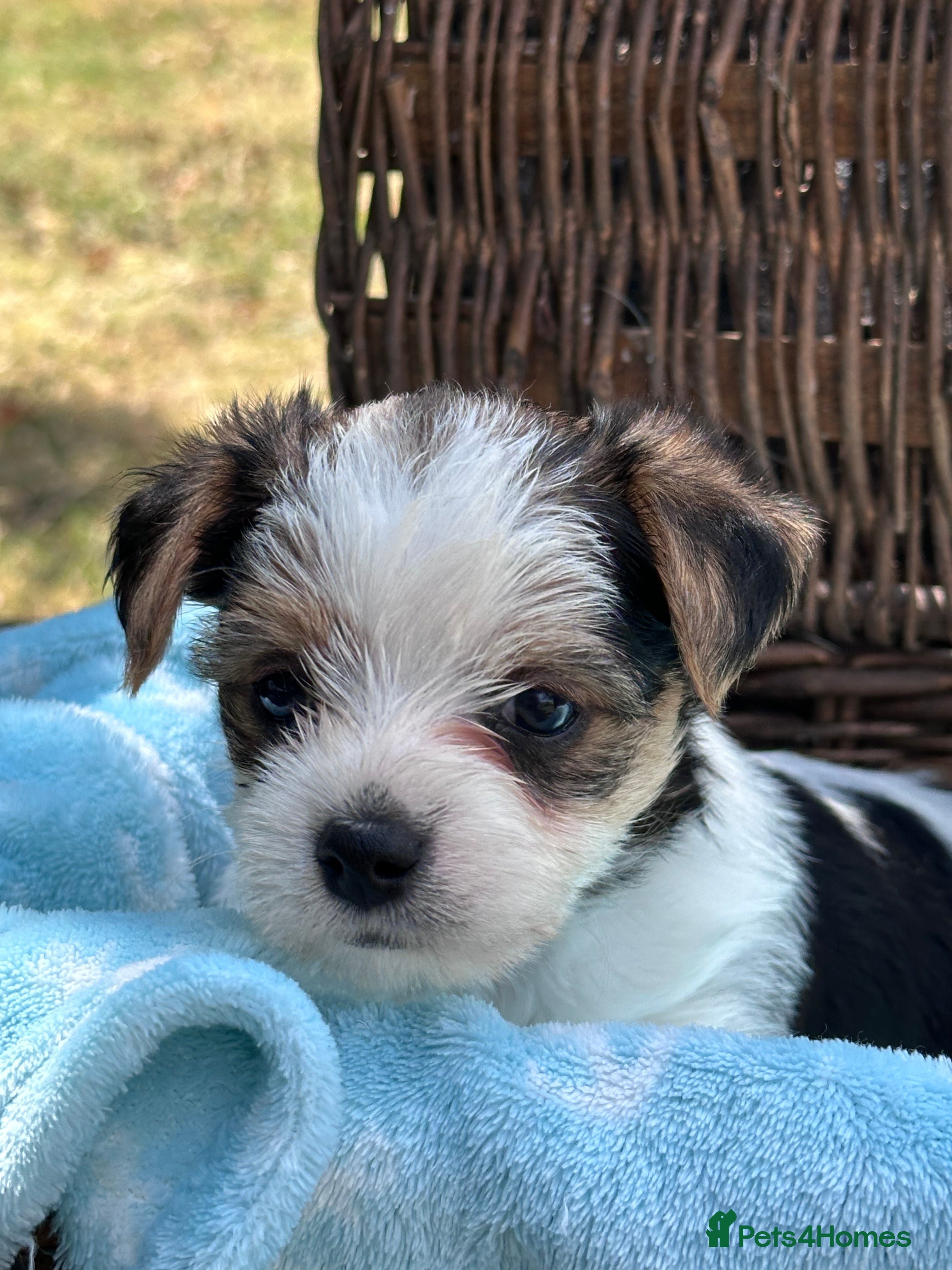 Mixed Breed dogs Jack Russell x Biewer Terrier Puppies  - Advert 1