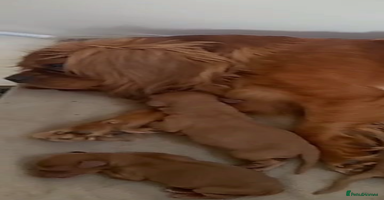 Cavapoo dogs - Advert 16