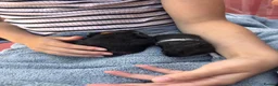 Guinea Pig rodents for sale: 2 female baby guinea pigs  - Advert 2