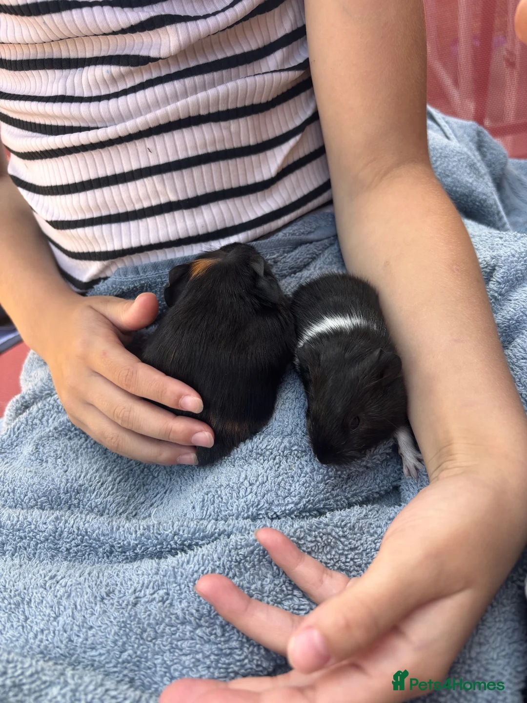 Guinea Pig rodents for sale: 2 female baby guinea pigs  - Advert 2