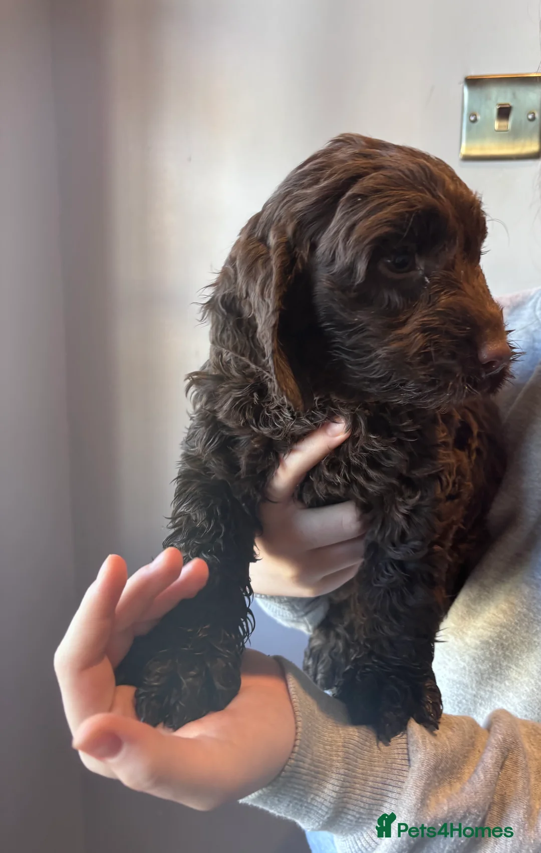 Cockapoo dogs for sale: Beautiful cockapoo pups  - Advert 3