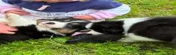 Australian Shepherd dogs for sale: Australian shepherd Black Tri Puppy Female - Advert 5
