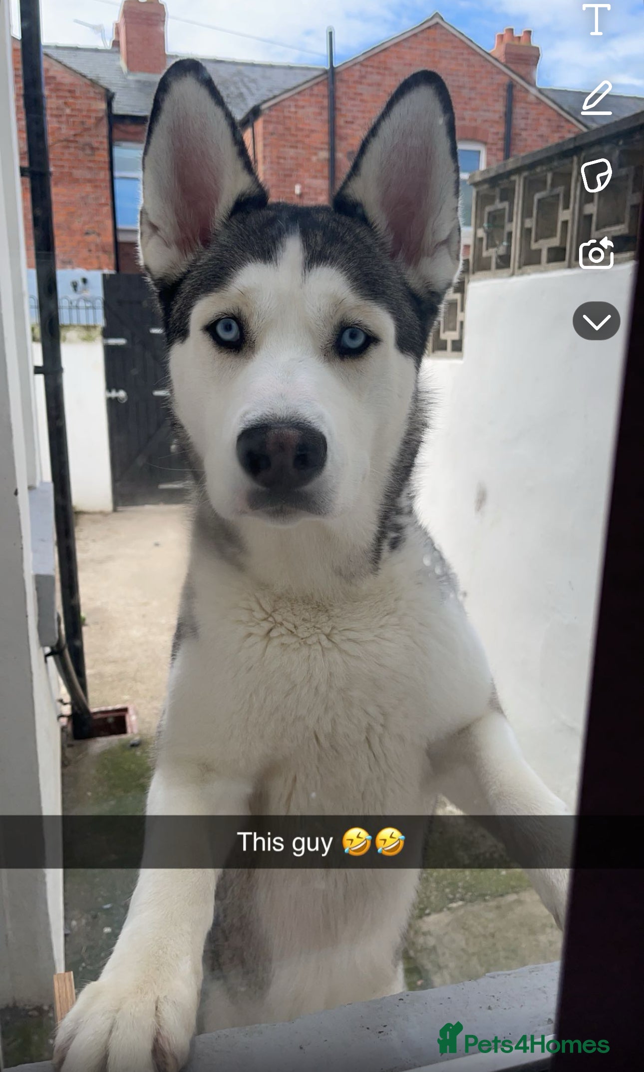 Siberian Husky dogs Blue  in Blackpool - Advert 1