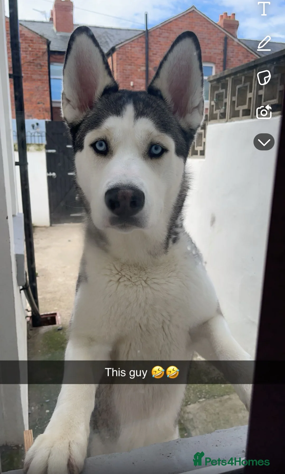 Siberian Husky dogs for stud: Blue  in Blackpool - Advert 1