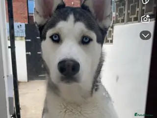 Siberian Husky dogs Blue in Blackpool - Advert 1