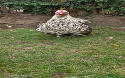 Chickens poultry for sale: Beautiful Hens - Image 8