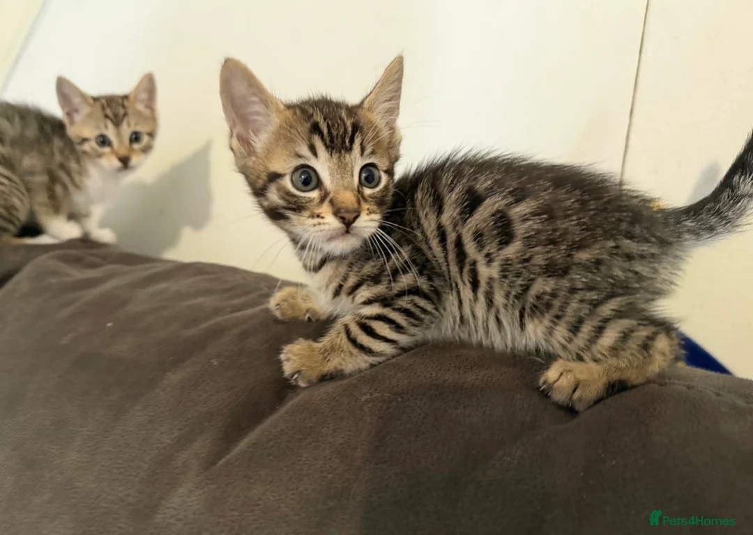 Bengal cats for sale: 2 Stunning Bengal Kittens Left  - Advert 2