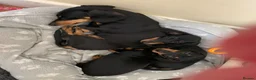 Miniature Dachshund dogs for sale: KC registered quality true miniature dachshunds  - Advert 6