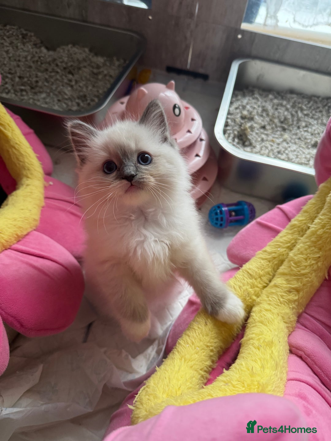 Ragdoll cats for sale: One Girl Available 🌸 - Image 4