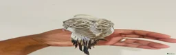 Budgerigars birds for sale: Hand reared budgies for sale  - Advert 4