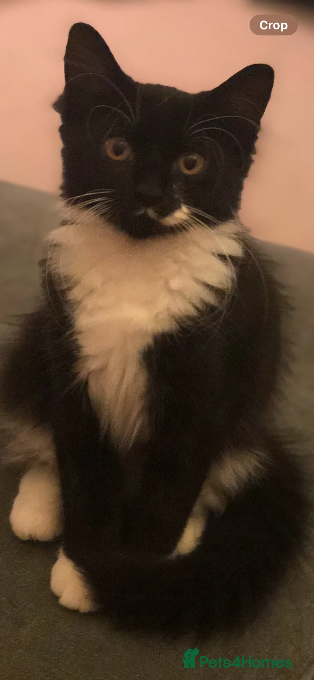 Mixed Breed cats for sale: Three adorable kittens  - Advert 1