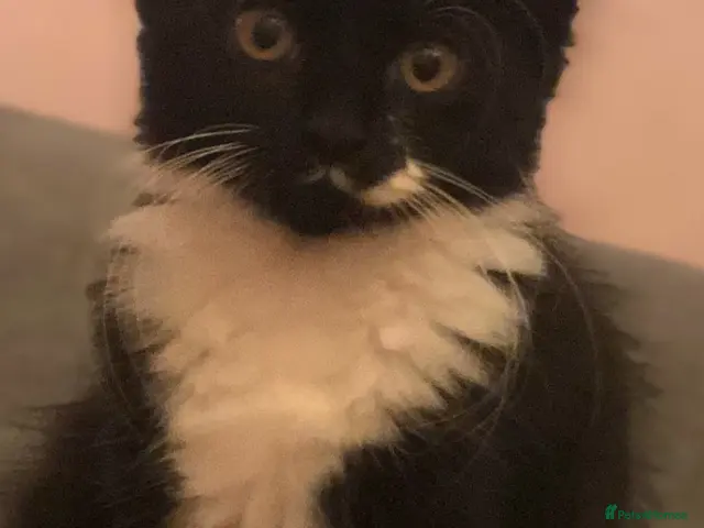 Mixed Breed cats for sale: Three adorable kittens - Advert 7