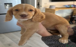 Cockapoo dogs for sale: Stunning cockerspaniel puppies - Image 2