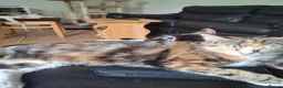 Mixed Breed cats for sale: Four gorgeous kittens  in Wimborne - Advert 1