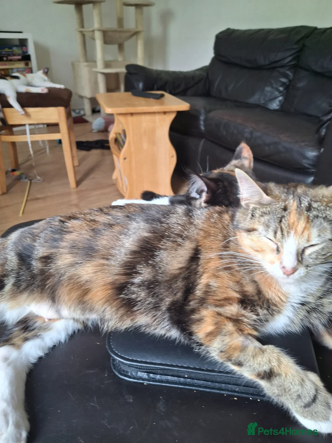 Mixed Breed cats for sale: Four gorgeous kittens  in Wimborne - Advert 1
