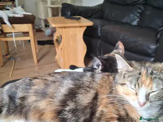 Mixed Breed cats Four gorgeous kittens - Advert 4
