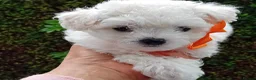 Bichon Frise dogs for sale: Bichon Frise (3 girls left ) - Advert 7