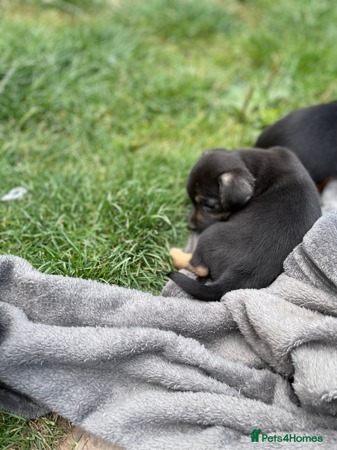 Mixed Breed dogs for sale: Jack Russell Black and Tan terrier puppies  - Image 10