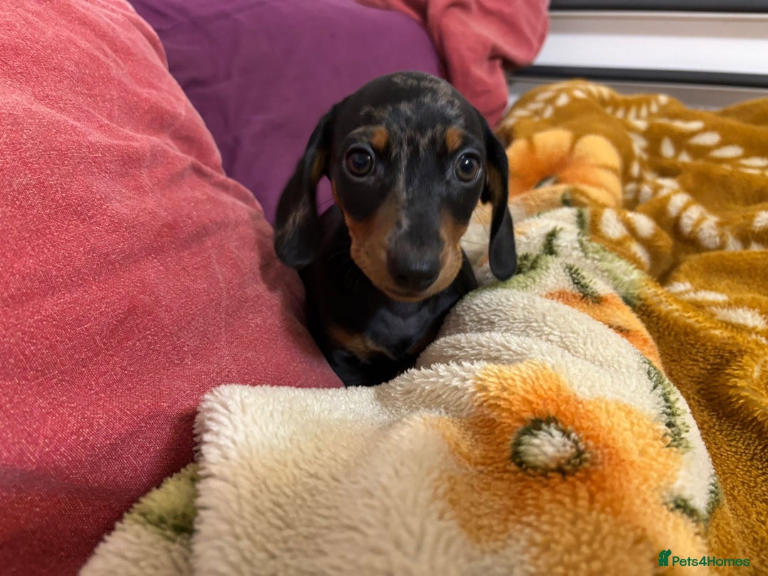 Miniature Dachshund dogs for sale: Miniature Dachshund KC last two girls  - Image 20
